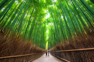 京都・嵐山の竹林の小径を歩く人々。背の高い竹が並ぶ静かな散策路。